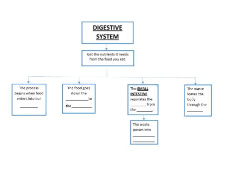 Digestive System Complete