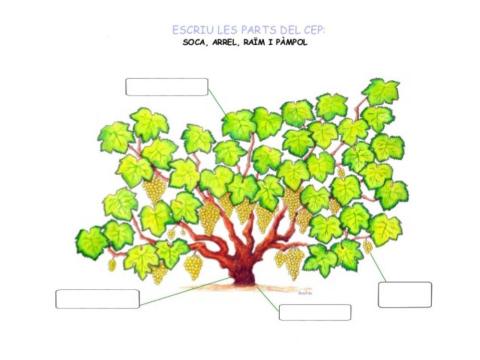 Les parts del cep