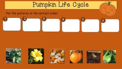 Pumpkin Life Cycle Drag and Drop
