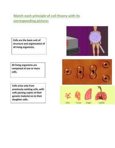 Principles of cell theory