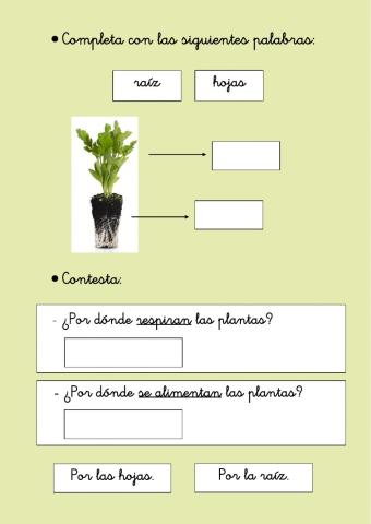Partes de la planta (1)