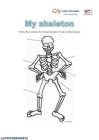 Skeleton