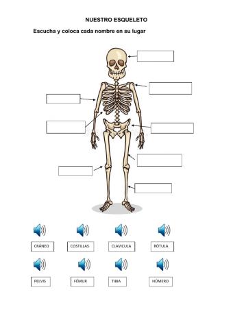 vocabulario el esqueleto