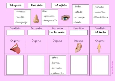 Los sentidos y sus órganos