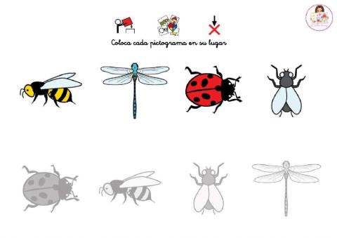Igualar los insectos