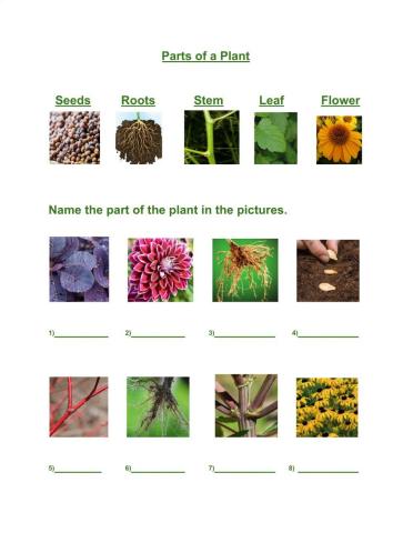 Naming Parts of a Plant