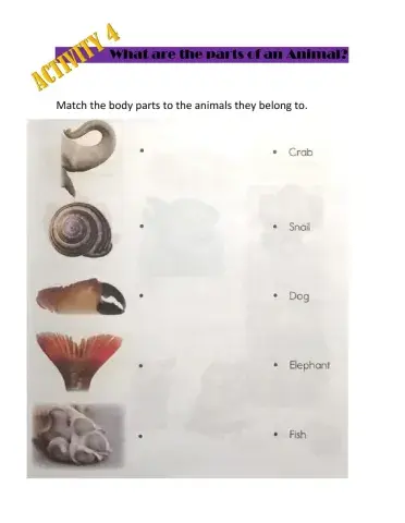 Characteristics of the animals