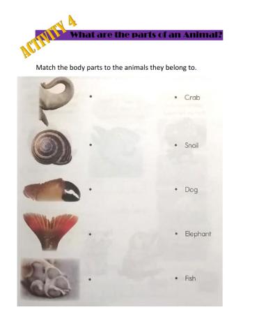 Characteristics of the animals