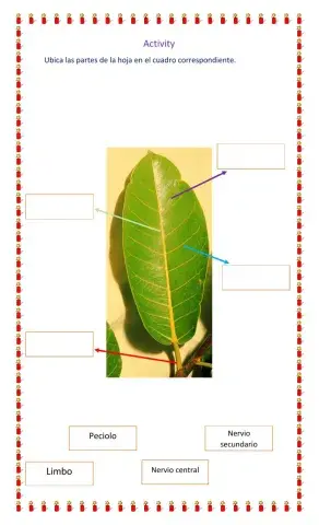 Las partes de la hoja