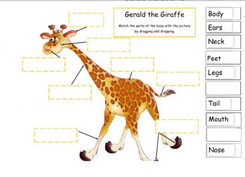 Giraffe parts