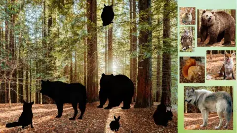 Forest animals