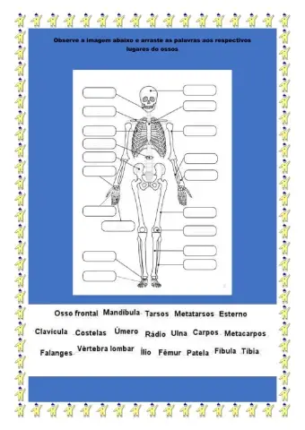 Ossos do corpo humano