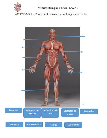 Sistema muscular-3