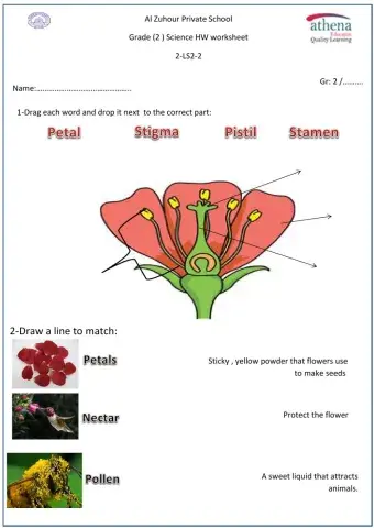 Parts of the Flower