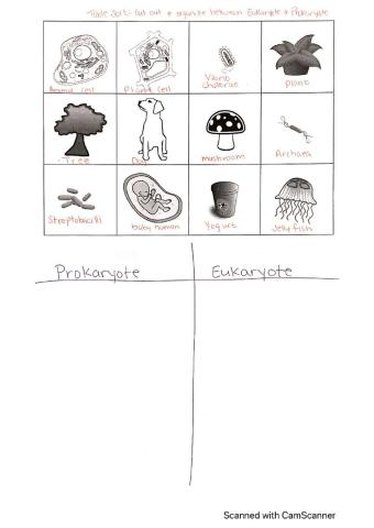 Prokaryote and eukaryote sort