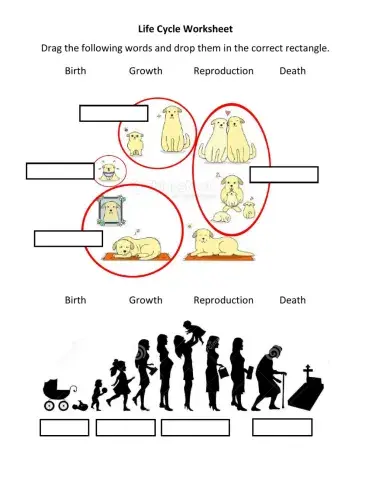 Life Cycle of Animals