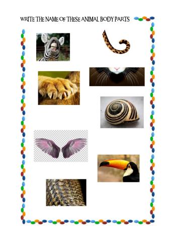 Animal body parts