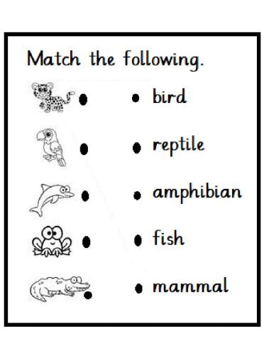 Classification of animals