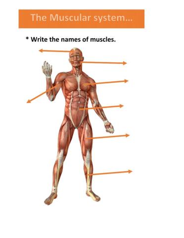 Systems of human body.