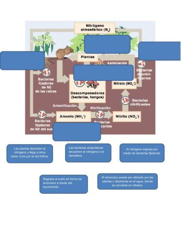 Ciclo del Nitrógeno