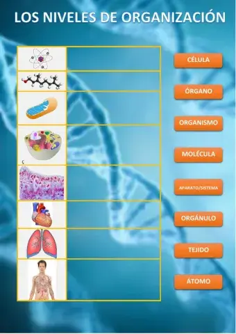 Los niveles de organizacion