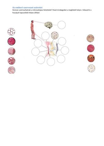 Az emberi test szövetei