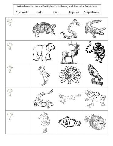Animal Classification