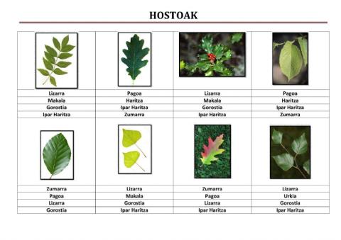 Hostoak 1