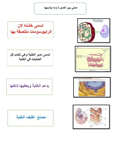 ورقة عمل الخلية