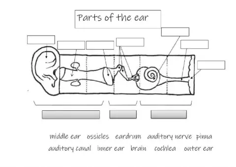 Parts of the ear