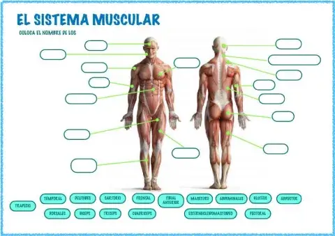 Sistema muscular