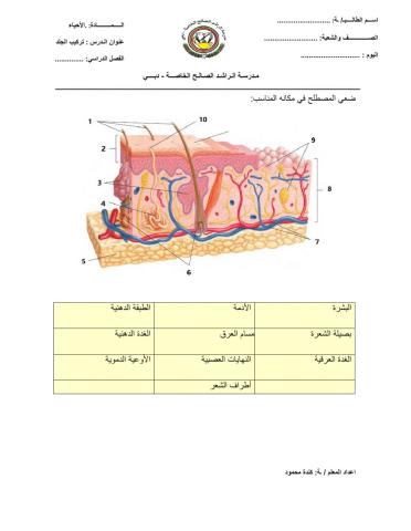 تركيب الجلد
