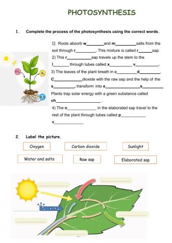 Photosynthesis