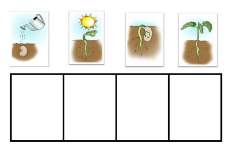 Proceso de germinación