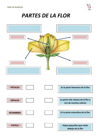 Partes de la flor