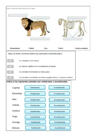 vertebrados e invertebrados