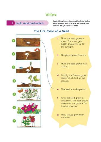 The life cycle of a seed