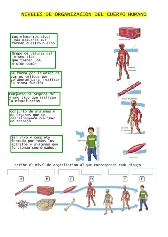 Niveles de organización biológica