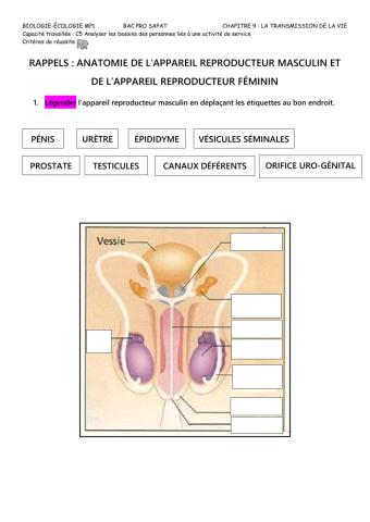 Appareils reproducteurs