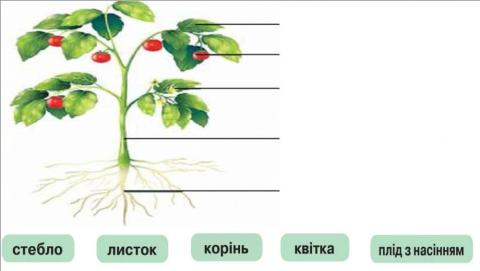 Будова рослини