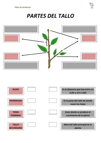 Partes del tallo