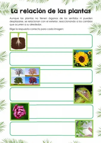 La relación de las plantas