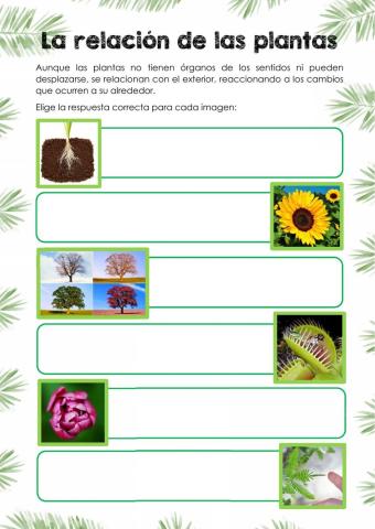 La relación de las plantas