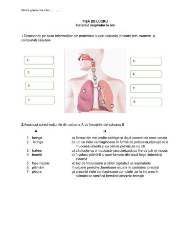 Sistemul respirator la om