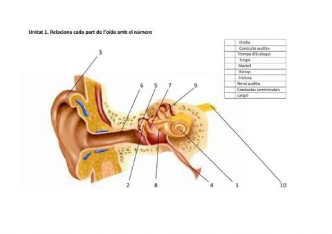 Parts de l'orella