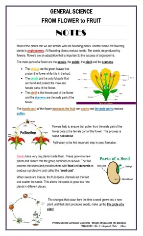 From Flower to Fruit NOTES