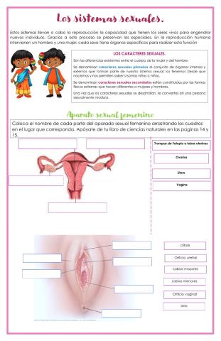 Los sistemas sexuales