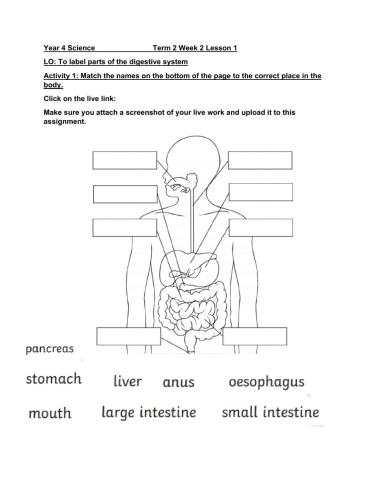 DIS Term 2 Week 2 Science Lesson 1