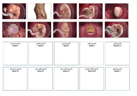 مراحل تكون الجنين