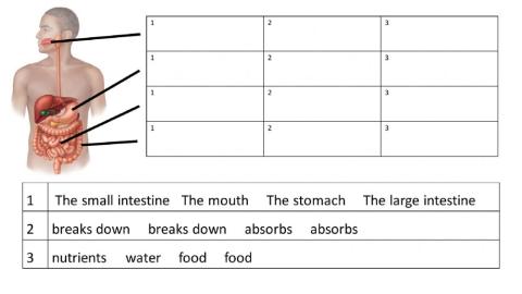 Digestive system language structure
